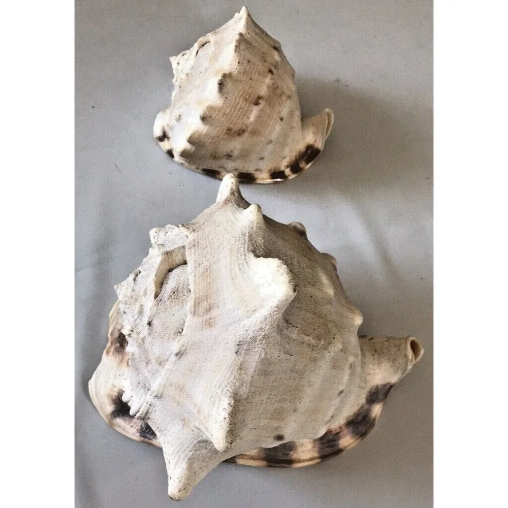 Conch Shells‎ 6.5